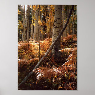 Póster Camino de senderismo por el arroyo verde