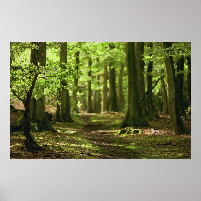 Póster Camino de Woodland (Frente)