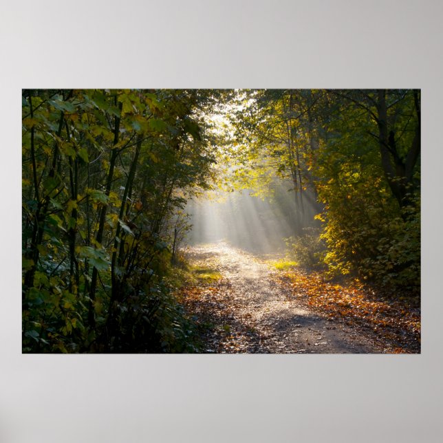 Póster Camino de Woodland de Otoño con Sunrays (Frente)