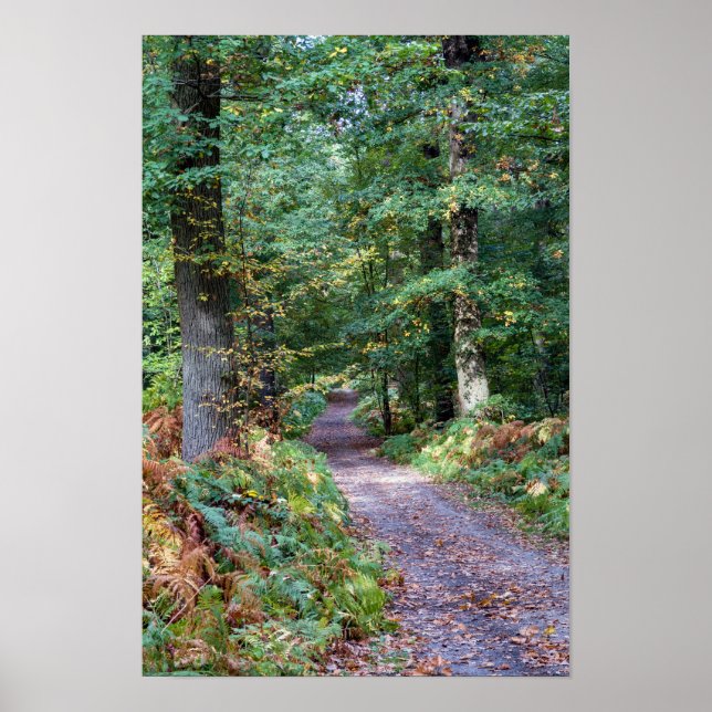 Póster Camino en el bosque de otoño, Bosque de Saint Germ (Frente)