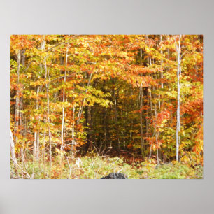 Póster Camino En Las Montañas De Los Andinos Adirondacks