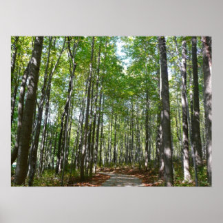 Póster Camino Maderado Centenario II Ellicott City Maryla