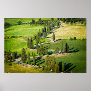 Póster Camino sinuoso bordeado de cipreses en Toscana