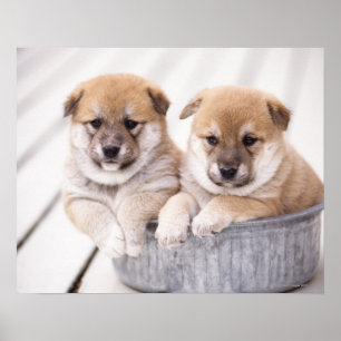 Póster Camionetas Shiba Inu en la bañera de aluminio