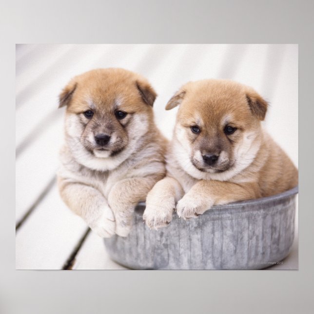 Póster Camionetas Shiba Inu en la bañera de aluminio (Frente)