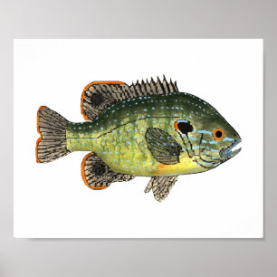 Póster Camiseta Green Sunfish