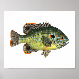 Póster Camiseta Green Sunfish