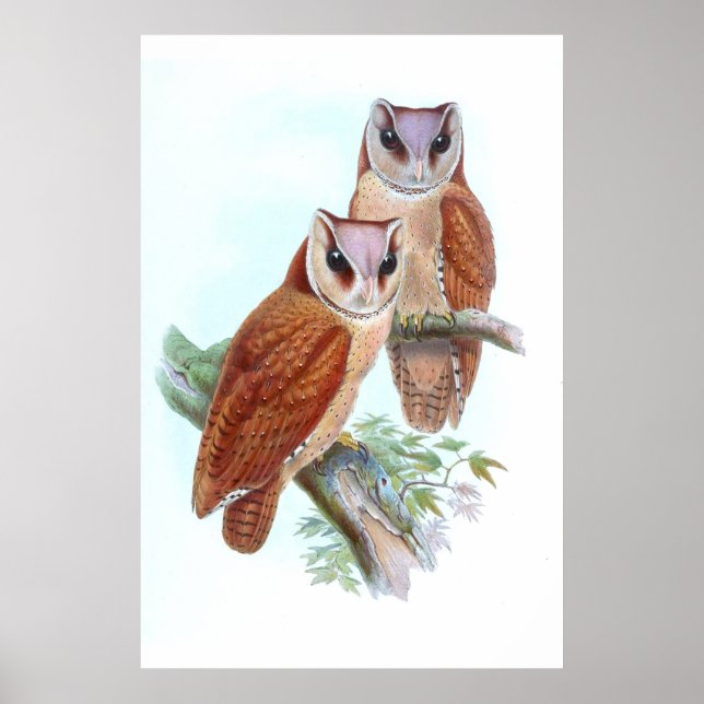 Póster Camiseta Oriental Barn Owl (Frente)