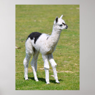 Póster Camiseta postal de alpaca blanca y negra