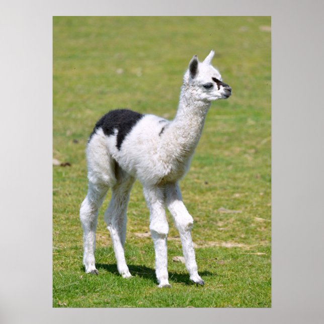 Póster Camiseta postal de alpaca blanca y negra (Frente)