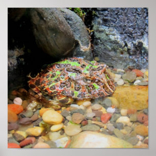 Póster Camo Frog