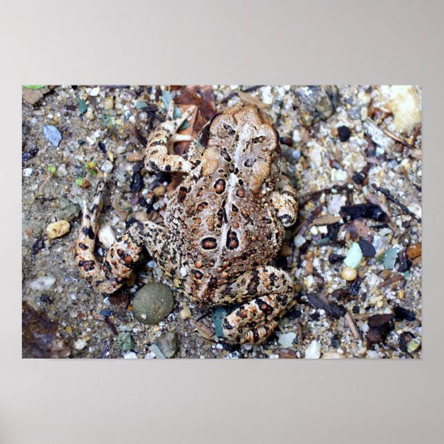 Póster Camoflouge Toad (Frente)
