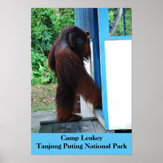 Póster Camp Leakey Tanjung Poniendo Parque Nacional Borne