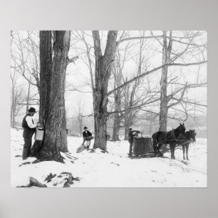 Póster Campamento de azúcar de arce de Vermont, 1906. Fot