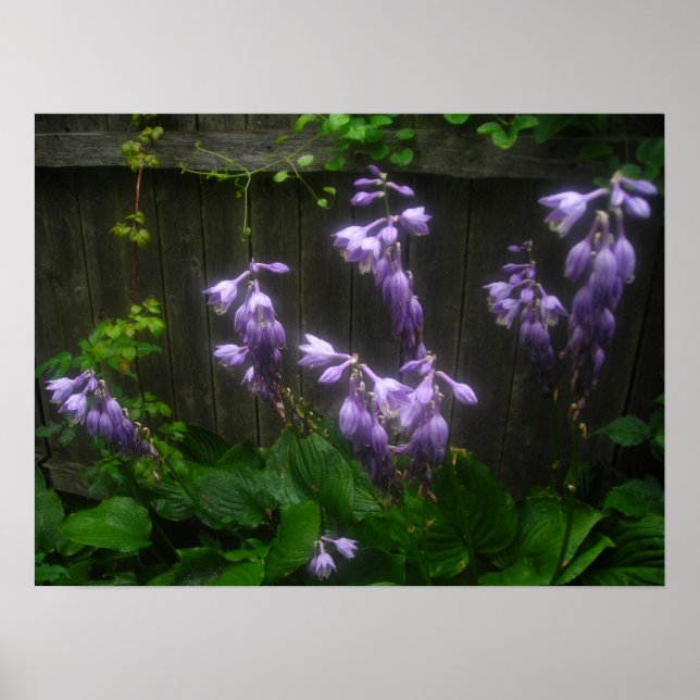 Póster campanas de hosta púrpura (Frente)