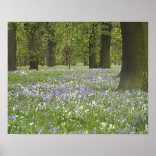 Póster Campanillas y Robles en Primavera, Little Hagley