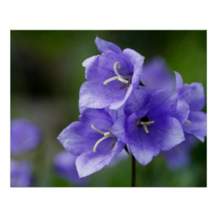 Póster Campanula Bellflower