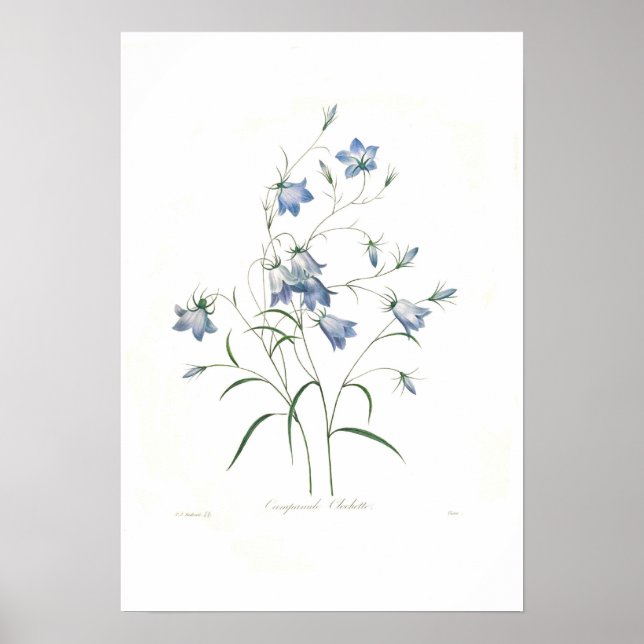Póster Campanula clochette (Frente)
