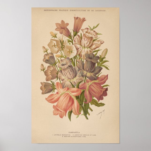 Póster Campanula | George Nicholson (Frente)