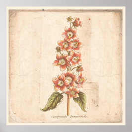 Póster Campanula, Poster Botánico Antiguo, Bellflower