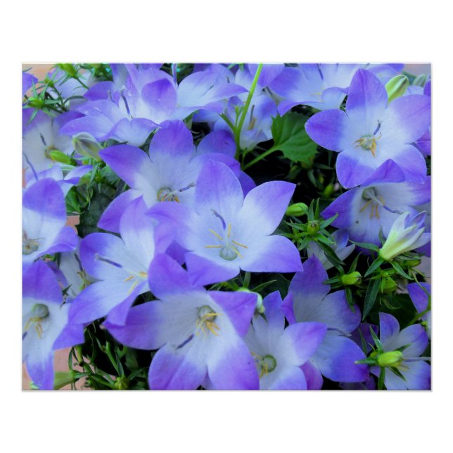 Póster Campanula Púrpura Flor Blanca (Anverso)