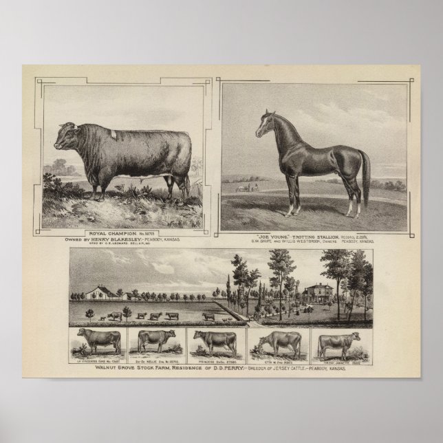 Póster Campeón Real, Joe Young, Kansas (Frente)