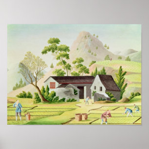 Póster Campesinos en los campos de arroz