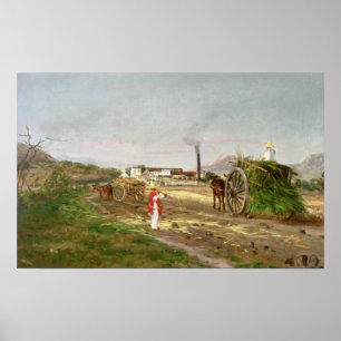 Póster Campesinos que recogen la caña de azúcar
