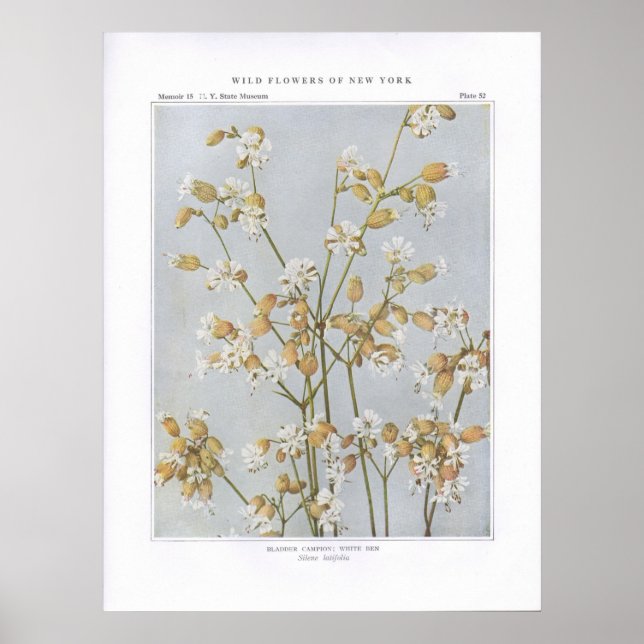 Póster Campión de la escalera; Ben blanco - latifolia de  (Frente)