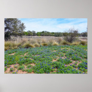 Póster Campo Bluebonnet, Austin, Texas