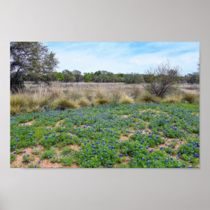 Póster Campo Bluebonnet, Austin, Texas