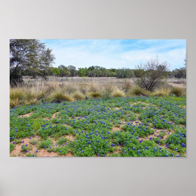 Póster Campo Bluebonnet, Austin, Texas (Frente)