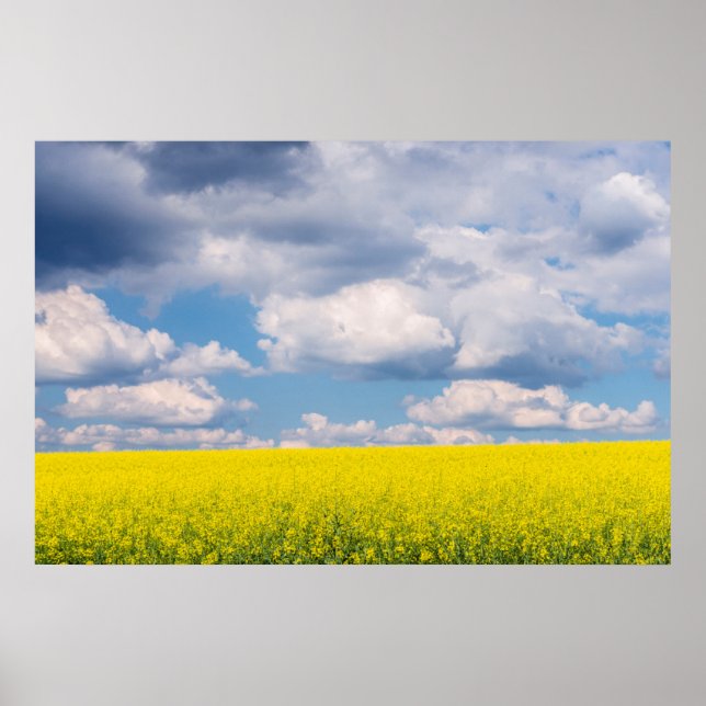 Póster Campo Canola y nubes (Frente)