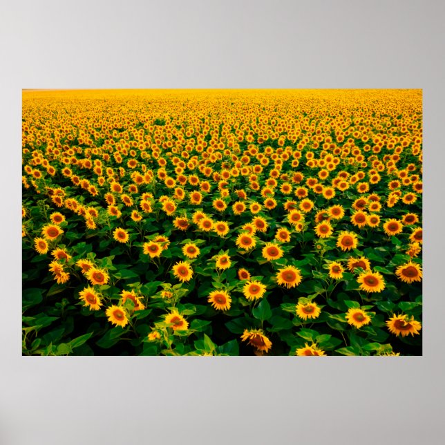 Póster Campo con girasoles amarillos brillantes en días s (Frente)