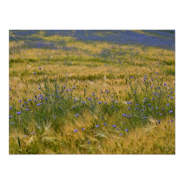 Póster Campo Cornflowers (Anverso)