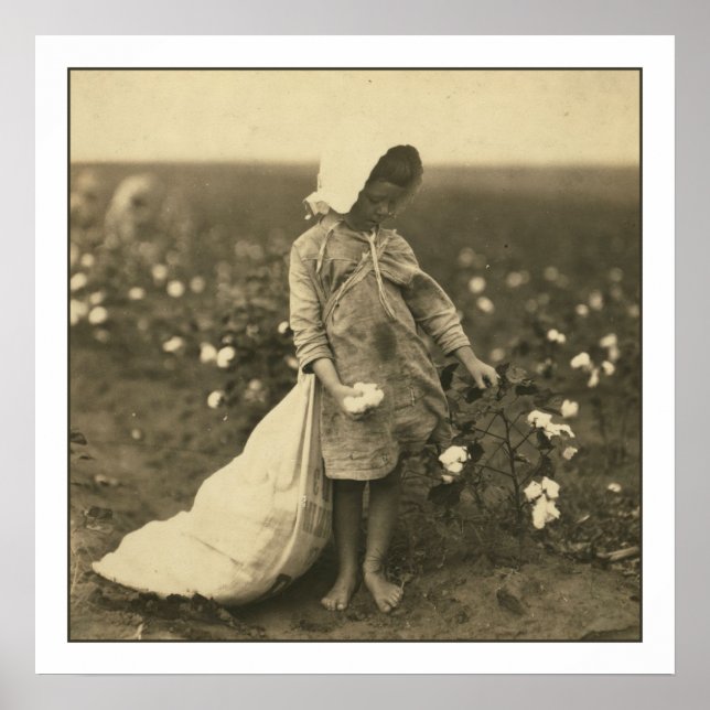 Póster Campo de algodón (Frente)