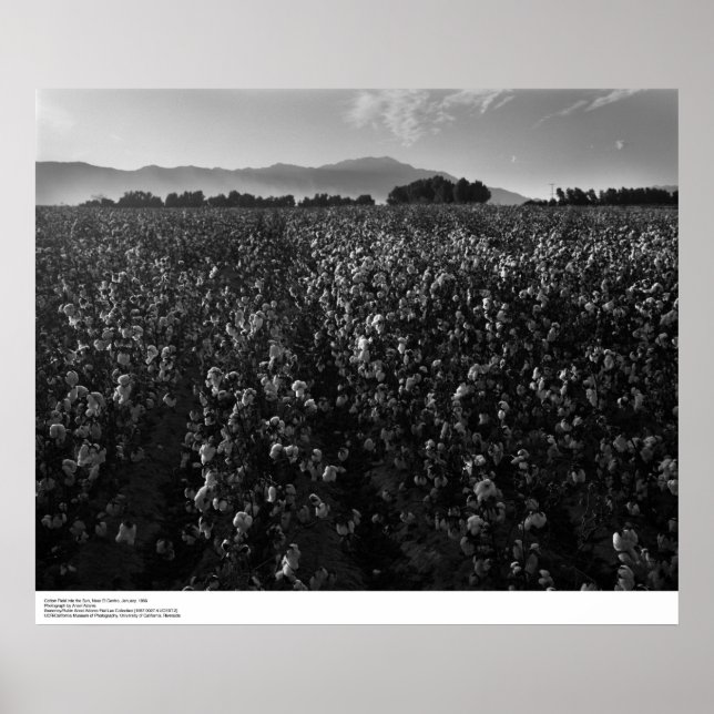 Póster Campo de algodón, al sol cerca de El Centro, 1966 (Frente)