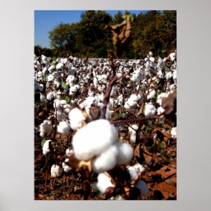 Póster Campo de algodón - Murfreesboro, Tennessee
