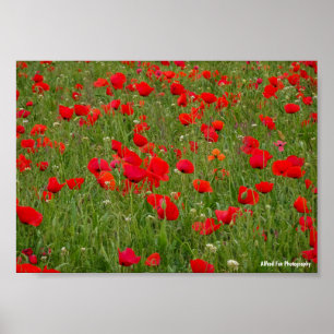 Póster Campo de Amapolas