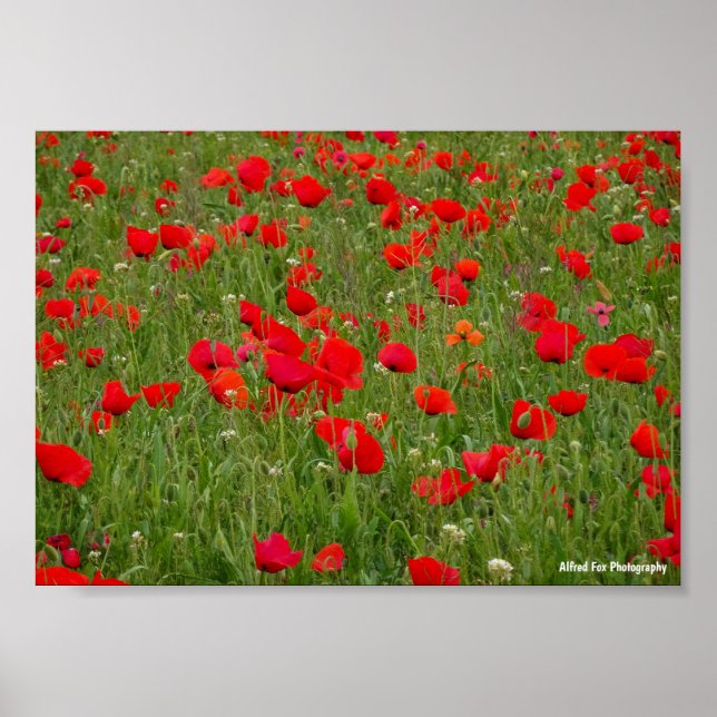 Póster Campo de Amapolas (Frente)