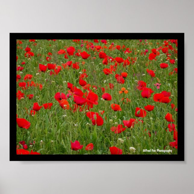 Póster Campo de Amapolas (Frente)