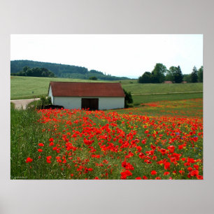 Póster Campo de amapolas