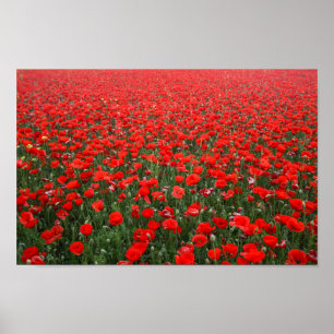Póster Campo de amapolas rojas