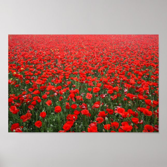 Póster Campo de amapolas rojas (Frente)