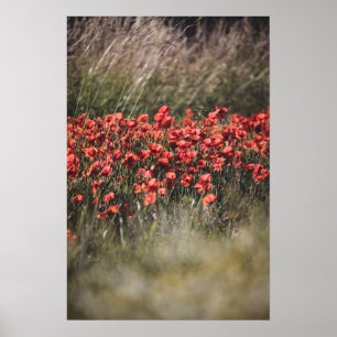 Póster Campo de amapolas vibrantes en Flandes
