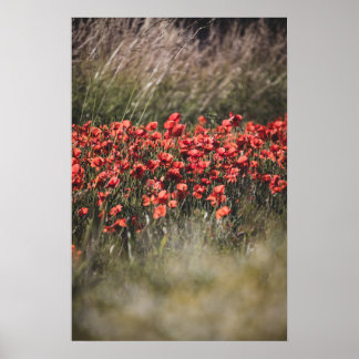 Póster Campo de amapolas vibrantes en Flandes