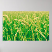 Campo de arroz en el campo y en el fresco, de esti