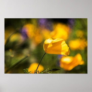 Póster Campo de baile de los amapolas