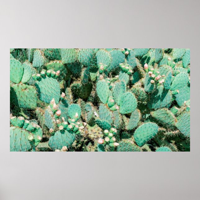 Póster Campo de cactus, cactus espinosos, columna cactus (Frente)