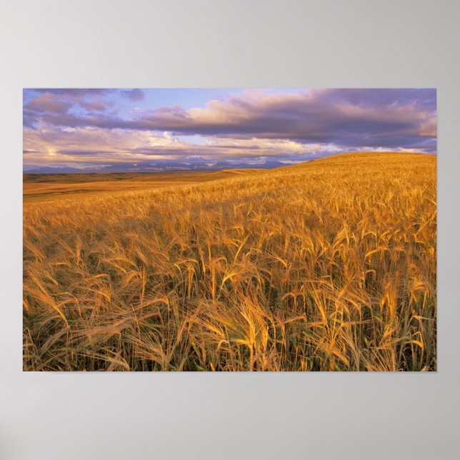Póster Campo de cebada madura a lo largo de las Montañas  (Frente)